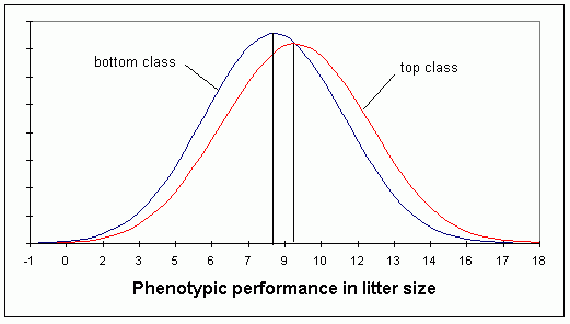 littersize